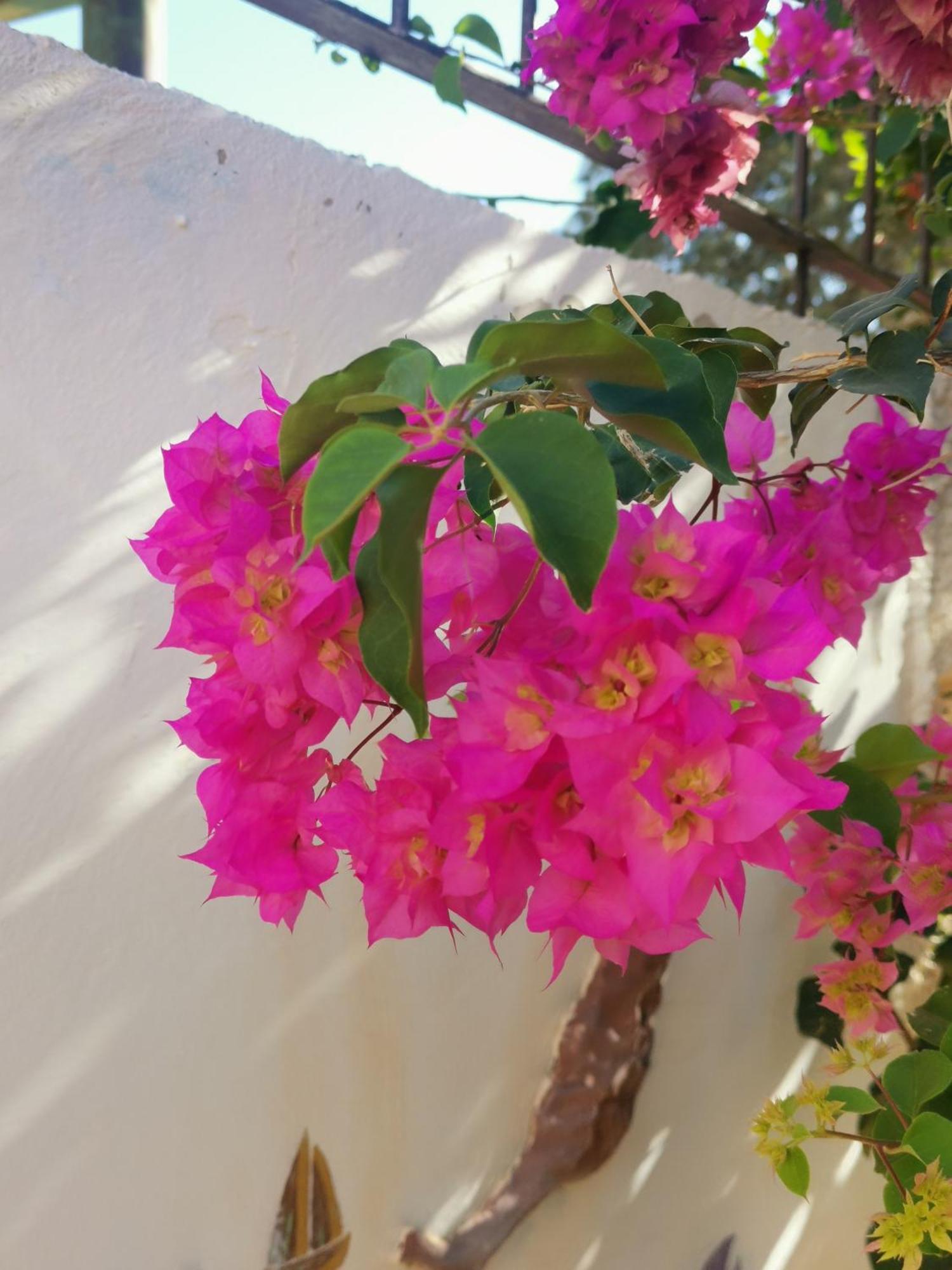 Eden Guesthouse Sardina Exteriér fotografie